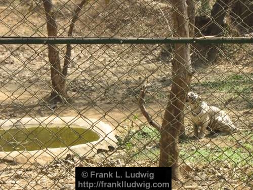 Tiger, Sanjay Gandhi National Park, Borivali National Park, Maharashtra, Bombay, Mumbai, India